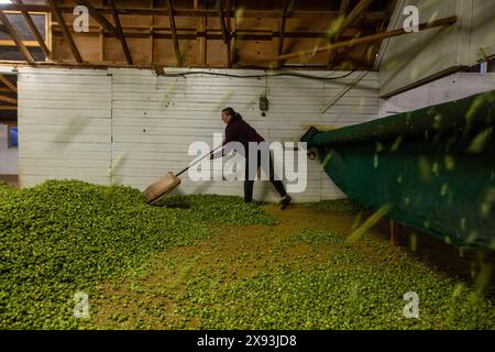 Hopfenernte, Wakefield, Neuseeland Stockfoto