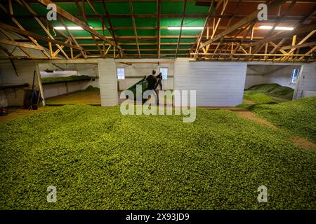 Hopfenernte, Wakefield, Neuseeland Stockfoto