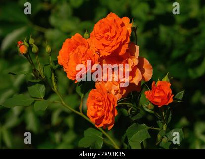 Eine Orange Rose blüht im frühen Sommer im Garten. Stockfoto