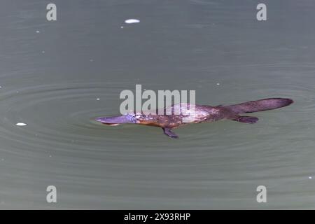 Ein Platypus, der sich im gebrochenen Fluss im eungella-Nationalpark in queensland, australien, ernährt Stockfoto