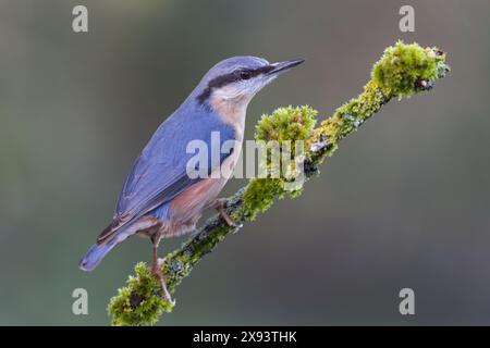 Nuthatch [ Sitta Europaea ] auf Moos und Flechten bedeckten Stock Stockfoto