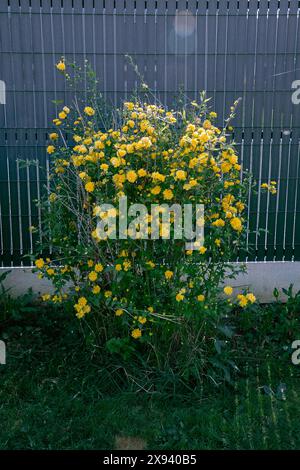 Japanische Kerria, Kerria japonica Pleniflora. Busch im Frühling, frisch, mit vielen Blüten (im Detail) hell, gelber frischer Sträucher im vollen Wachstum. Erstaunlich Stockfoto