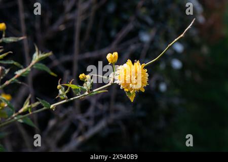 Japanische Kerria, Kerria japonica Pleniflora. Busch im Frühling, frisch, mit vielen Blüten (im Detail) hell, gelber frischer Sträucher im vollen Wachstum. Erstaunlich Stockfoto