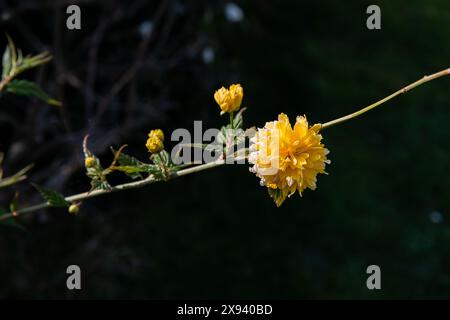 Japanische Kerria, Kerria japonica Pleniflora. Busch im Frühling, frisch, mit vielen Blüten (im Detail) hell, gelber frischer Sträucher im vollen Wachstum. Erstaunlich Stockfoto