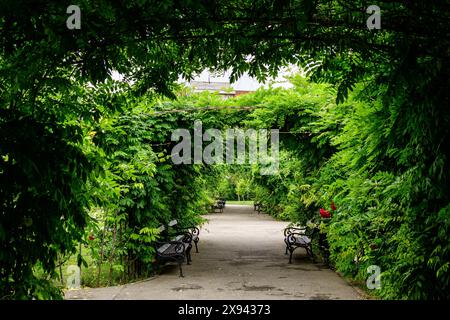 Große Arkade mit vielen zarten weißen Rosen und grünen Blättern im Parcul Teatrului National (Nationalpark) in Craiova Stadt, Dolj County, Romani Stockfoto