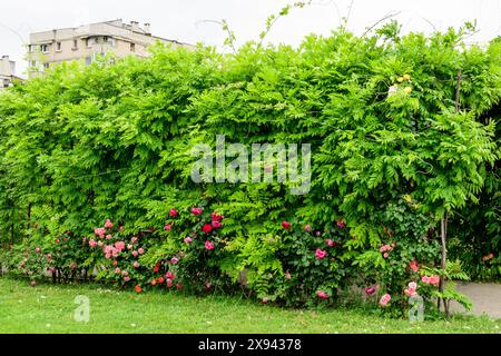 Große Arkade mit vielen zarten weißen Rosen und grünen Blättern im Parcul Teatrului National (Nationalpark) in Craiova Stadt, Dolj County, Romani Stockfoto