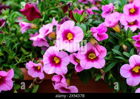 Große Gruppe von leuchtend rosa, gelben und violetten Petunia axillaris zarten Blüten und grünen Blättern in einem Gartentopf an einem sonnigen Sommertag Stockfoto