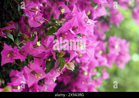 Viele Fliederblüten auf einem exotischen Bougainvelia-Busch aus nächster Nähe mit einem grünen Hintergrund, der nicht scharf ist. Sommer im Süden. Stockfoto