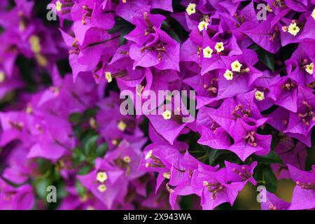 Zierrebe während der Blüte - violette Blüten der Kletterbougainvillea. Farben des Sommers in Montenegro. Stockfoto