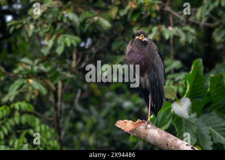 Wollhalsstorch - Ciconia episcopus, großer Storch für asiatische Sümpfe und Wälder, Kinabatangan River, Borneo, Malaysia. Stockfoto