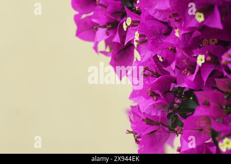 Violette Bougainvillea-Blüten auf gelbem Hintergrund. Blühende Kletterbougainvillea auf der Straße einer südlichen Stadt. Stockfoto