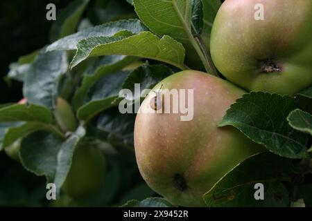 Eine winzige Schnecke auf einem Reifen grünen Apfel in einem Baum. Stockfoto