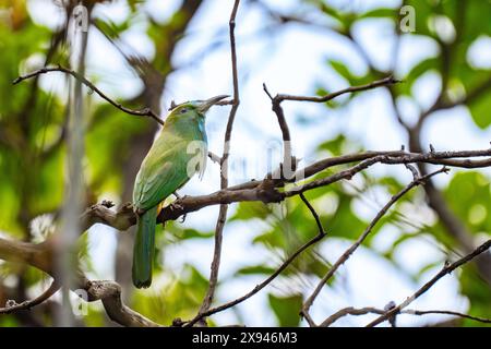 Blaubärtige Bienenfresser (Nyctyornis athertoni) Stockfoto