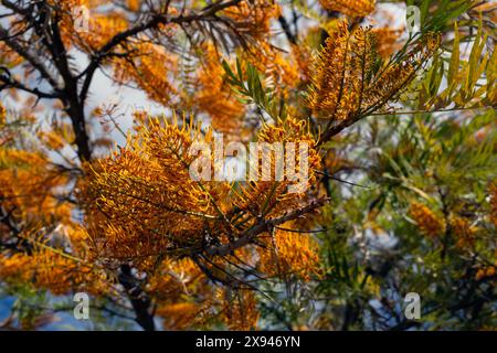 Nahaufnahme von Blumen aus Seideneiche (Grevillea robusta) in einem Park in Spanien im Sommer Stockfoto