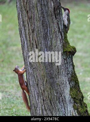 29. Mai 2024, Hessen, Frankfurt/Main: Ein Eichhörnchen und ein grüner Spechte sind auf einem Baumstamm in einem Garten im Stadtteil Sachsenhausen zu sehen. In Hessen erwartet die Menschen in den kommenden Tagen wechselhaftes Wetter. Foto: Arne Dedert/dpa Stockfoto