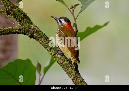 Stabbauchspecht - Veniliornis nigriceps auf Baum. Ecuador. Stockfoto