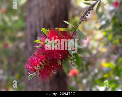 Nahaufnahme der Blume von Großbrust (Callistemon citrinus var splendens) im Frühsommer in Spanien Stockfoto