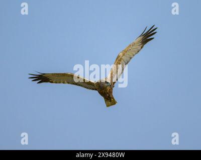 Eine Western Marsh Harrier fliegt an einem sonnigen Tag im Frühling, blauer Himmel Stockfoto