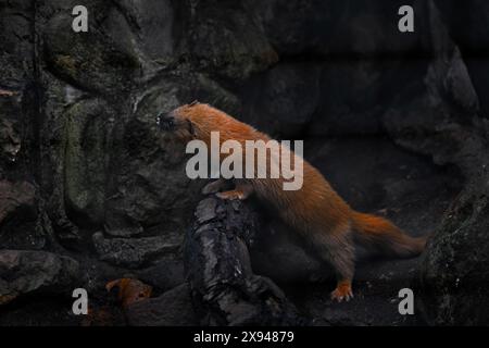 Sibirisches Wiesel, Mustela sibirica, Nerztier in der Steinmauer. Urbane Tierwelt aus Russland. Kolonok, orangenes Katzentier im Lebensraum, Wildtiere Stockfoto