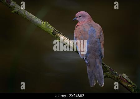 Lachende Taube, Spilopelia senegalensis, kleine Taube, die in Afrika lebt Stockfoto