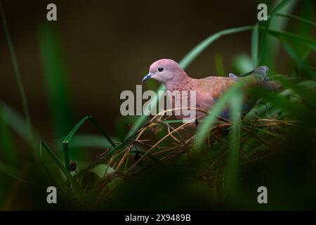 Lachende Taube, Spilopelia senegalensis, kleine Taube, die in Afrika lebt Stockfoto