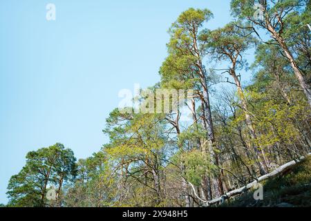 Ein Blick auf hohe Kiefern mit frischem Frühlingswuchs, der sich bis zu einem klaren blauen Himmel in einem Wald erstreckt. Stockfoto