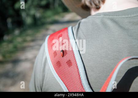 Eine Nahaufnahme eines Marienkäfers, der auf einem roten Mesh-Rucksackriemen liegt, der von einem Wanderer getragen wird, mit einem unscharfen natürlichen Hintergrund. Stockfoto