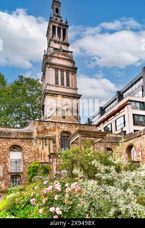 Christchurch Greyfriars Kirche und Garten rosa Rosen im Garten im Frühling Stockfoto