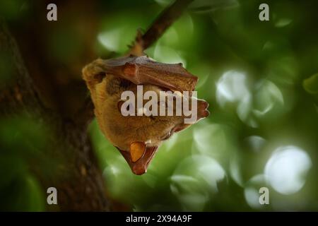 Peters Epomophorus crypturus, eine Art von Megabat, die auf dem Hausdach sitzt. Niedliche Fledermaus in der Natur Lebensraum, Okavango Delta in Stockfoto