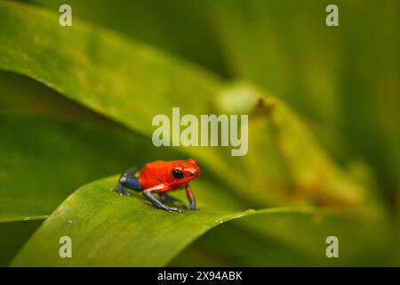 Roter blauer kleiner Giftfrosch auf den grünen Blättern. Roter Erdbeer-Giftpfeilfrosch, Dendrobates pumilio, im Naturraum Panama. Nahaufnahme Porträt Stockfoto