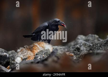 Rabe mit totem europäischen Hasen, Kadaver im Steinwald. Schwarzer Vogel mit Kopf auf der Forststraße. Tierverhalten, Fütterungsszene in Germa Stockfoto