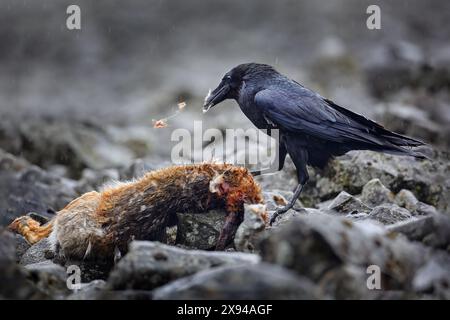 Rabe mit totem europäischen Hasen, Kadaver im Steinwald. Schwarzer Vogel mit Kopf auf der Forststraße. Tierverhalten, Fütterungsszene in Germa Stockfoto