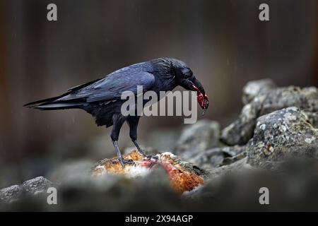 Rabe mit totem europäischen Hasen, Kadaver im Steinwald. Schwarzer Vogel mit Kopf auf der Forststraße. Tierverhalten, Fütterungsszene in Germa Stockfoto