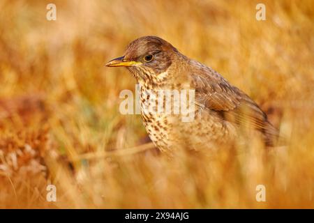 Vogel auf Gras, Sonnenuntergang am Abend. Falklanddrossel, Turdus falcklandii falcklandii, Krabbenvogel mit, Tier im natürlichen Lebensraum, Nistzeit, Falkla Stockfoto