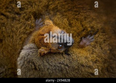 Eulemur coronatus, gekrönter Lemur, kleiner Affe mit jungen Jungen im Pelzmantel, Naturraum, Madagaskar. Lemuren im Wald Natur, Tierwelt. Stockfoto