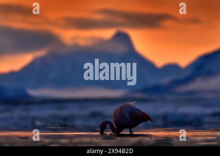 Chilenische Flamingos, Phoenicopterus chilensis, schöne rosa große Vögel mit langen Hälsen, tanzen im Wasser. Tiere im Naturhabitat in Chile, Amerika. F Stockfoto