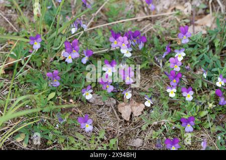 Wildes Stiefmütterchen, Acker-Stiefmütterchen, Gewöhnliches Stiefmütterchen, Stiefmütterchen, Wiesen-Stiefmütterchen, Wiesenstiefmütterchen, Ackerstie Stockfoto