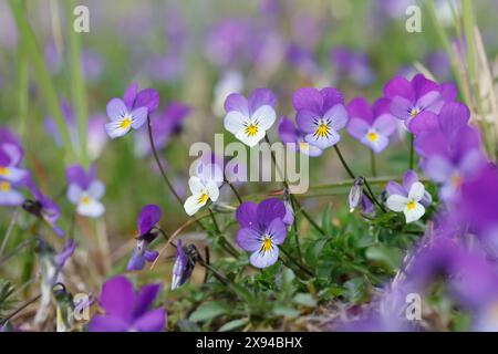 Wildes Stiefmütterchen, Acker-Stiefmütterchen, Gewöhnliches Stiefmütterchen, Stiefmütterchen, Wiesen-Stiefmütterchen, Wiesenstiefmütterchen, Ackerstie Stockfoto