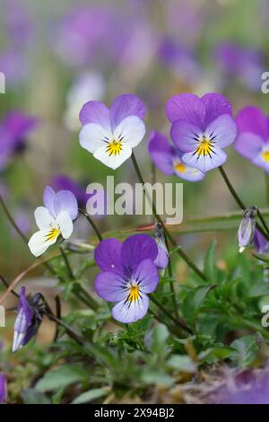 Wildes Stiefmütterchen, Acker-Stiefmütterchen, Gewöhnliches Stiefmütterchen, Stiefmütterchen, Wiesen-Stiefmütterchen, Wiesenstiefmütterchen, Ackerstie Stockfoto