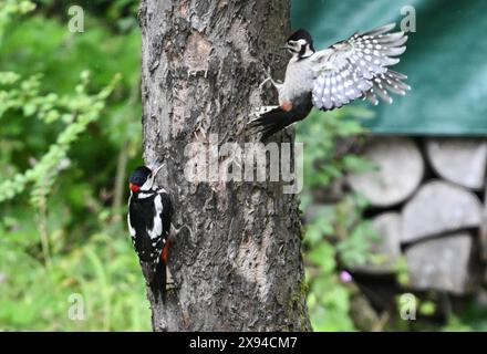 29. Mai 2024, Hessen, Frankfurt/Main: Zwei Großspechte sind auf einem alten Baum in einem Garten im Stadtteil Sachsenhausen im Einsatz. Foto: Arne Dedert/dpa Stockfoto