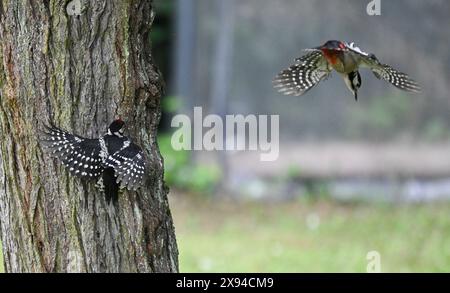 29. Mai 2024, Hessen, Frankfurt/Main: Zwei Großspechte sind auf einem alten Baum in einem Garten im Stadtteil Sachsenhausen im Einsatz. Foto: Arne Dedert/dpa Stockfoto