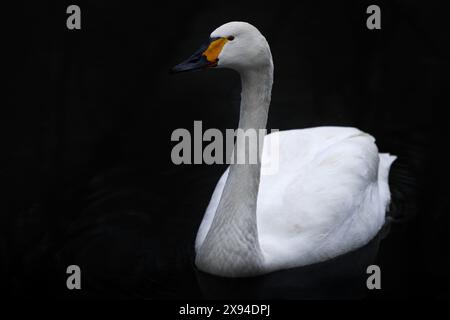 Bewicks-Tundra-Schwan, Cygnus columbianus bewickii, weißer Gänsevogel am dunklen Fluss, Deutschland in Europa. Vogel im schwarzen Wasser. Stockfoto