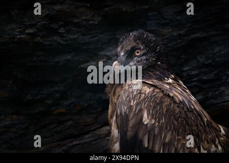 Nahporträt des schönen Bergvogels, Europa, der auf dem Nest in Steinfelsen sitzt. Bartgeier, Gypaetus barbatus, Detailporträt des seltenen M Stockfoto