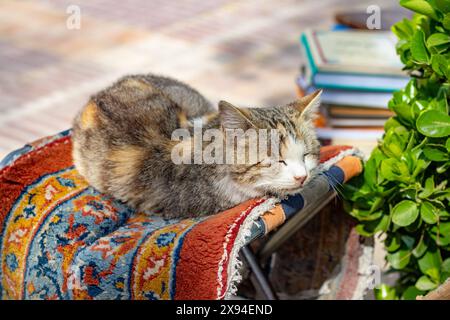 Niedliche Katze, die auf einem Teppich neben einem Bücherhändler auf dem Bürgersteig schläft. Stockfoto