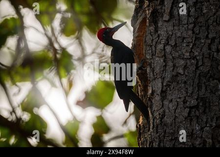 Weißbauchspecht, Dryocopus javensis, großer schwarzer Vogel mit rotem Wappen im natürlichen Lebensraum. Spechte auf dem Baumstamm in der Natur, Nagarho Stockfoto