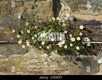 Wunderschöne Gänseblümchen wachsen an einer Steinmauer in der Sonne. Stockfoto