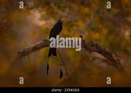 Drongo, Dicrurus paradiseus, Nagarhole National Park, Karnataka, Indien. Schwarzer Vogel mit langem Schwanz fangen Insekten in der Rechnung, ani Stockfoto