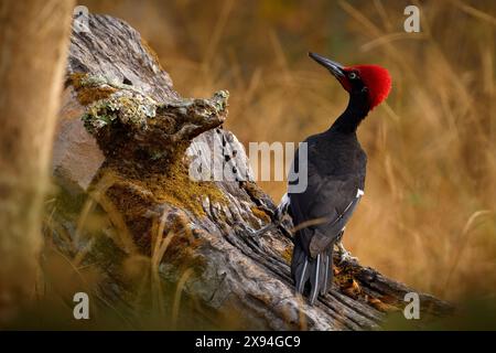 Weißbauchspecht, Dryocopus javensis, großer schwarzer Vogel mit rotem Wappen im natürlichen Lebensraum. Spechte auf dem Baumstamm in der Natur, Nagarho Stockfoto