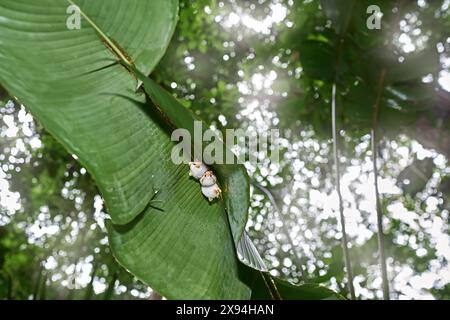 Costa Rica Natur. Honduranische weiße Fledermaus, Ectophylla alba, süße weiße Fellfledermäuse versteckt in den grünen Blättern, Braulio Carrillo NP in Costa Rica. Säugetier Stockfoto