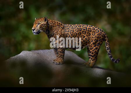 Jaguar in der Natur, wilde Katze in Lebensraum, Porto Jofre in Brasilien. Jaguar in grüner Vegetation, Ufer des Flusses mit Felsen, versteckt in Bäumen. Jäger ist da Stockfoto